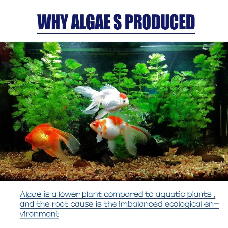 50g High Efficiency Algaecide  - Smart Home Green ulasan dan harga